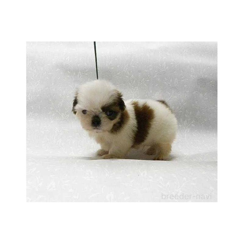 販売中の群馬県のシーズー-446123の2枚目