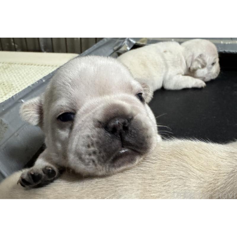 販売中の長崎県のフレンチブルドッグ-446124の3枚目