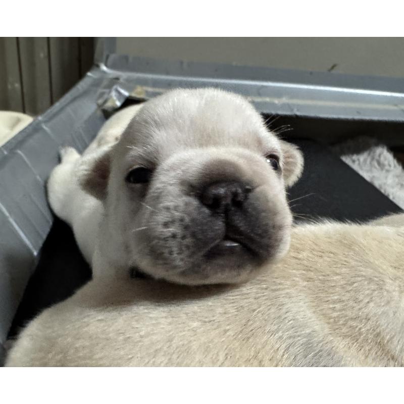 販売中の長崎県のフレンチブルドッグ-446124の2枚目