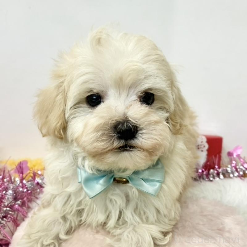 販売中の岐阜県のマルプー:マルチーズ×トイプードル-446126の1枚目