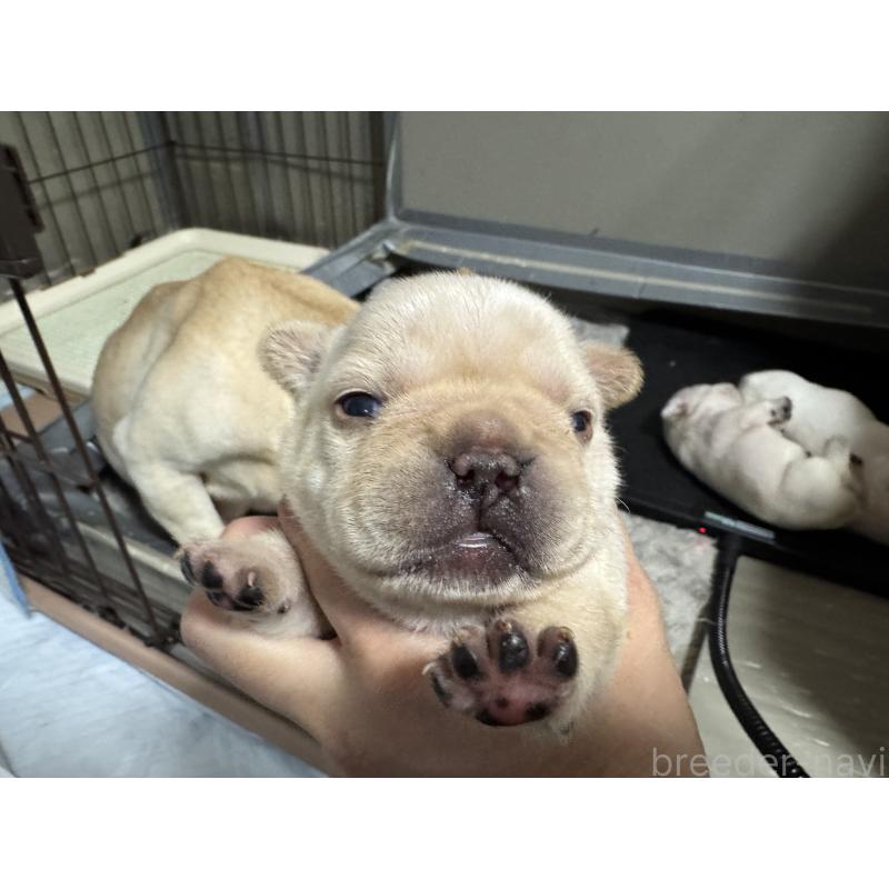 販売中の長崎県のフレンチブルドッグ-446125