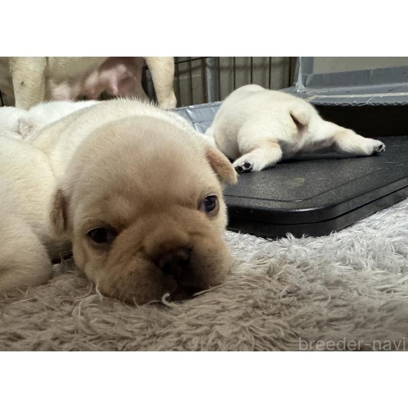 販売中の長崎県のフレンチブルドッグ-446125の3枚目