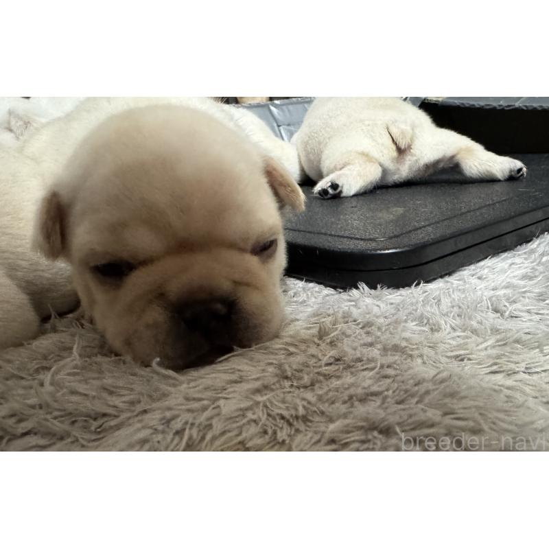 販売中の長崎県のフレンチブルドッグ-446125の2枚目