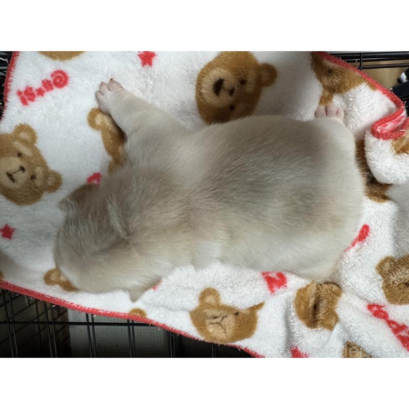 販売中の長崎県のフレンチブルドッグ-446127の3枚目