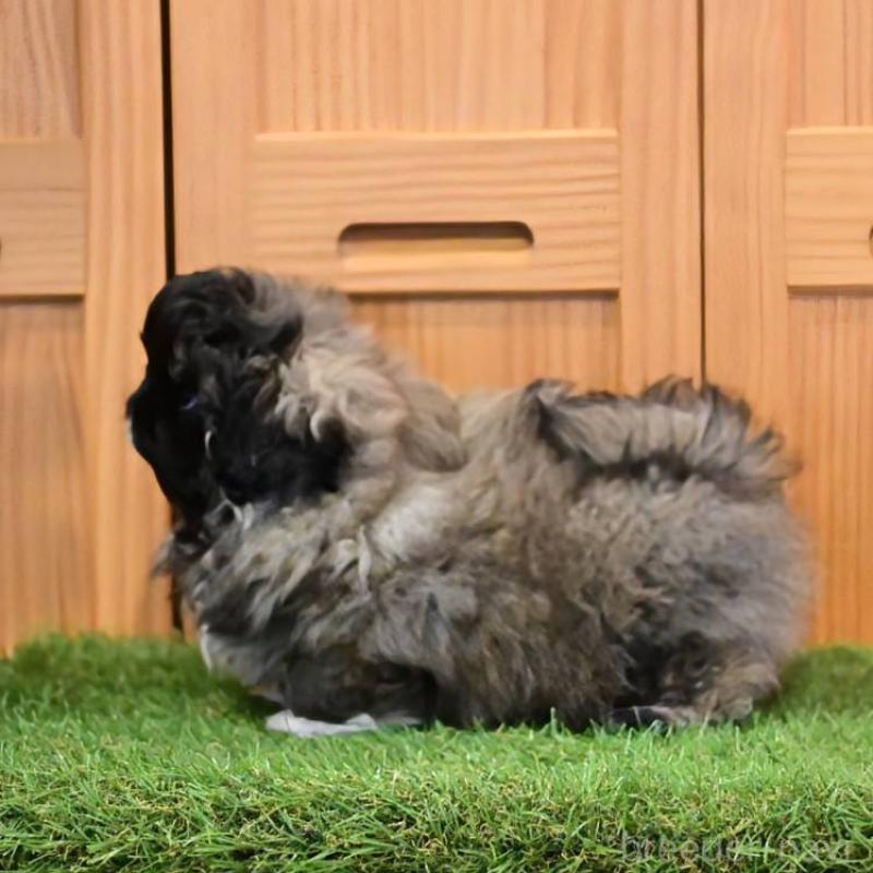 販売中の岡山県のペキニーズ-436614の4枚目