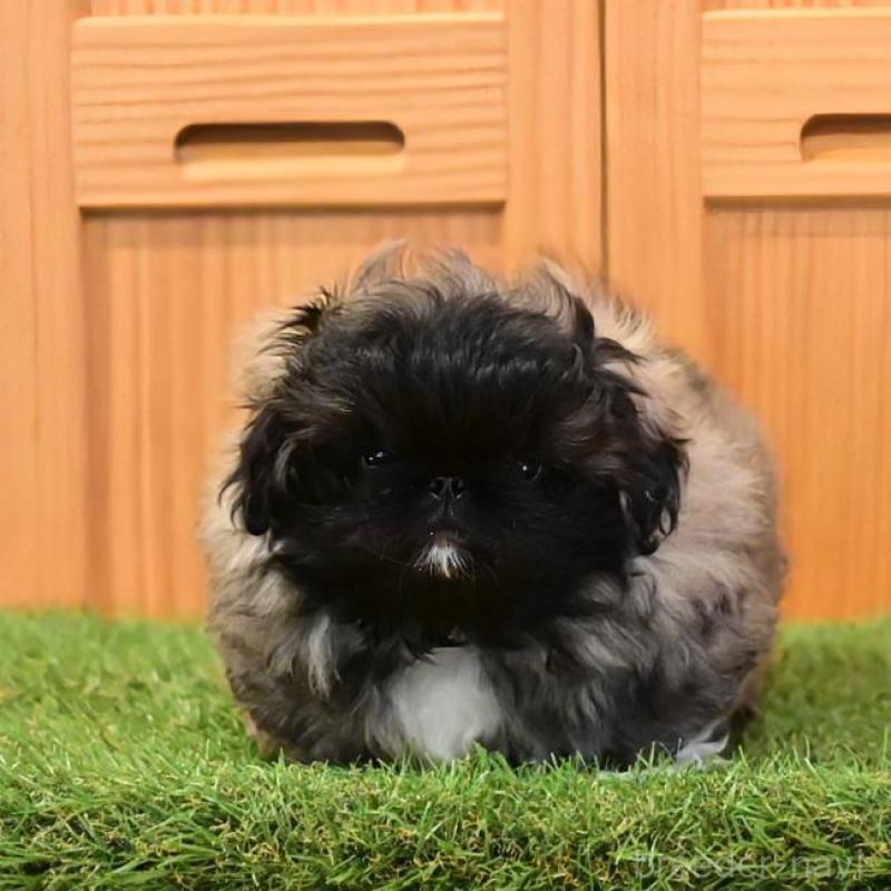 販売中の岡山県のペキニーズ-436614の3枚目