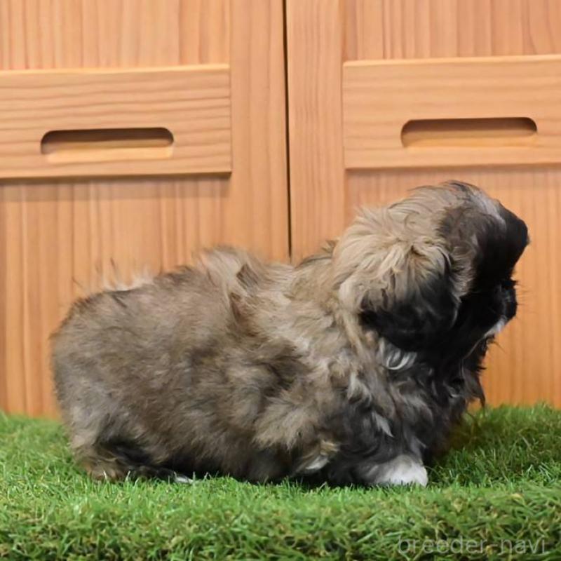 販売中の岡山県のペキニーズ-439107の8枚目