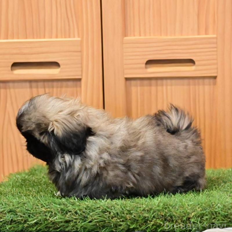 販売中の岡山県のペキニーズ-439107の7枚目