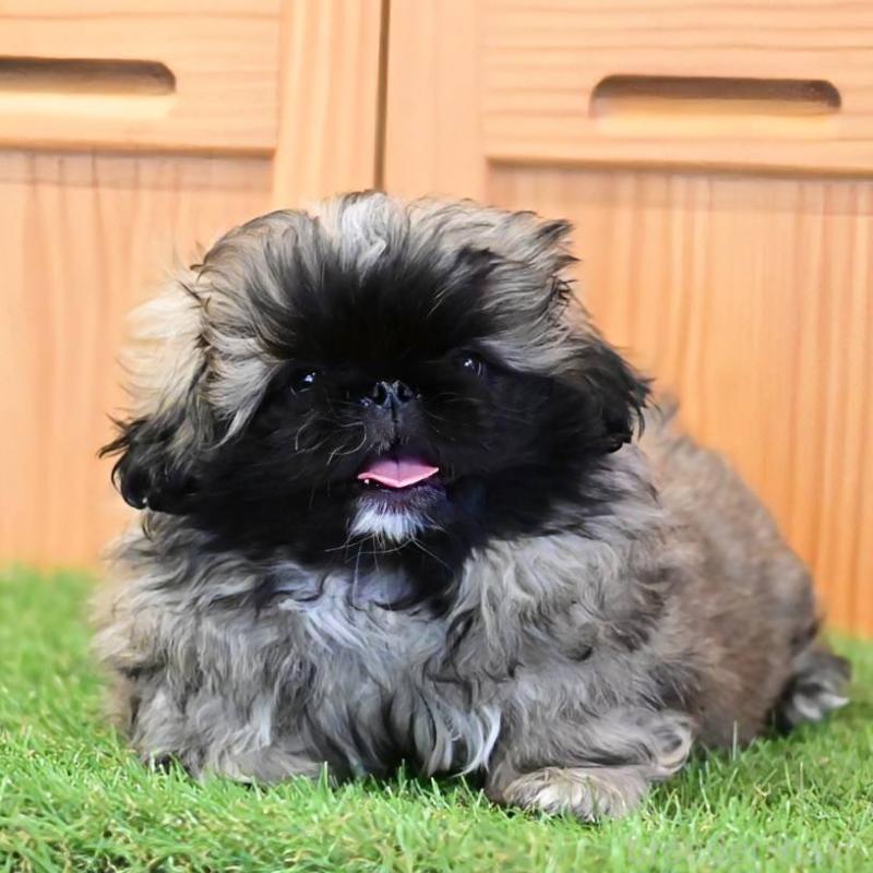 販売中の岡山県のペキニーズ-439107の6枚目