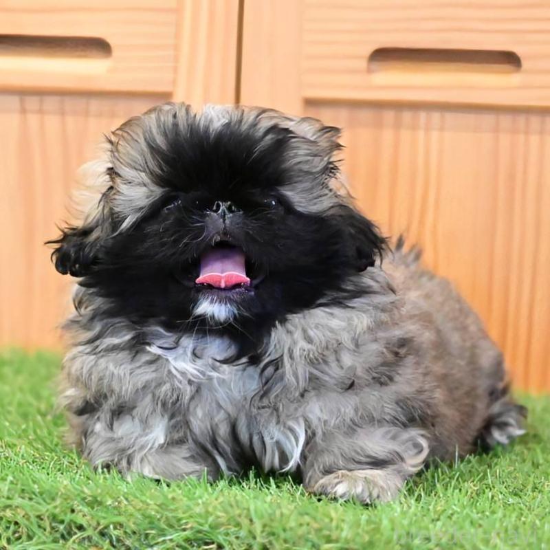 販売中の岡山県のペキニーズ-439107の5枚目