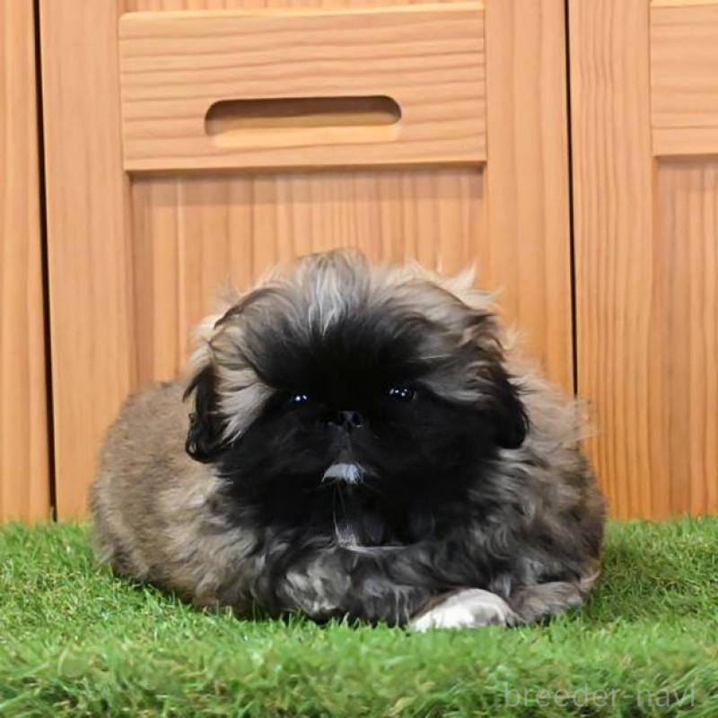 販売中の岡山県のペキニーズ-439107の4枚目