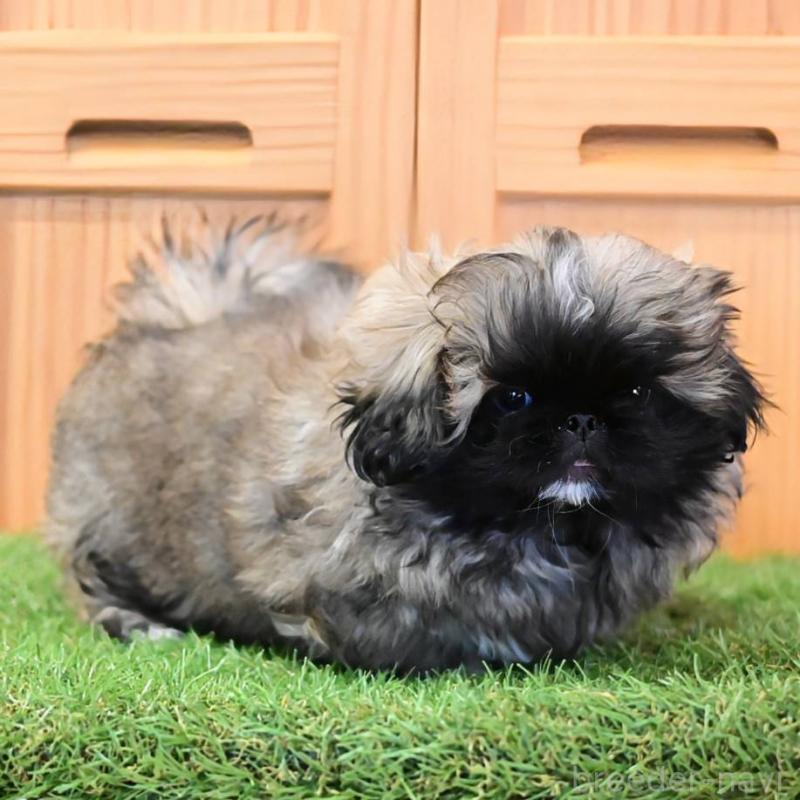 販売中の岡山県のペキニーズ-439107の3枚目