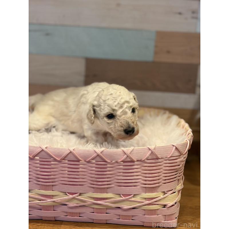 販売中の佐賀県のトイプードル-446132の2枚目