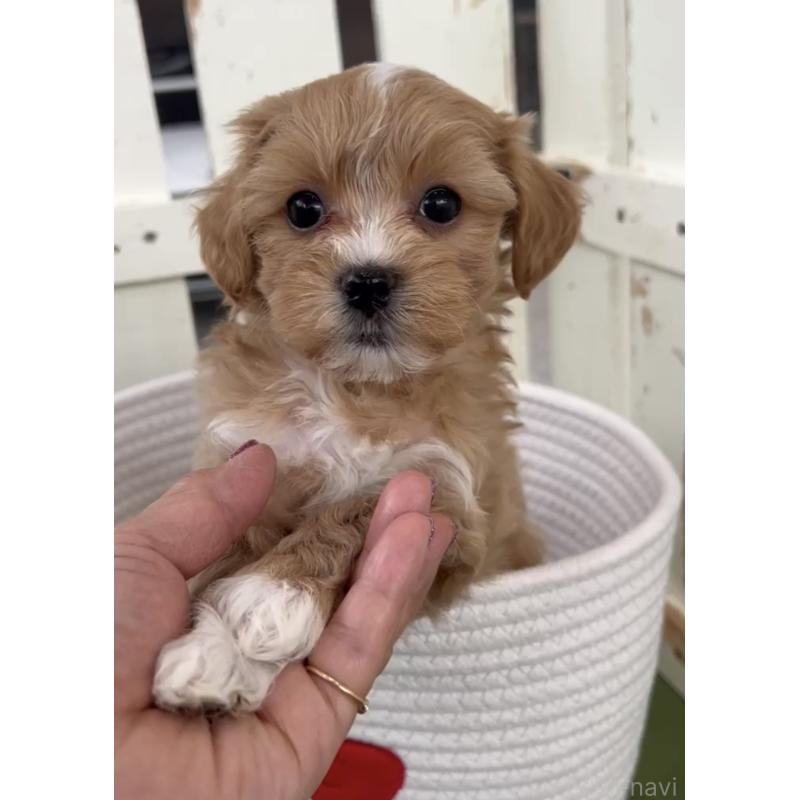 商談中の福岡県のマルプー:マルチーズ×トイプードル-440418の3枚目