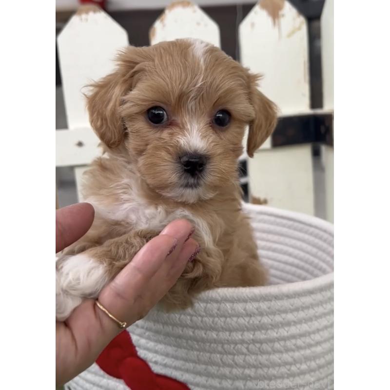 商談中の福岡県のマルプー:マルチーズ×トイプードル-440418の2枚目