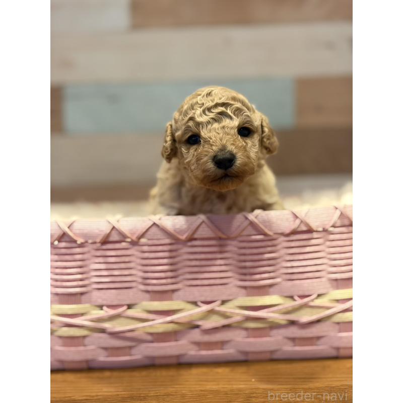 販売中の佐賀県のトイプードル-446136の2枚目