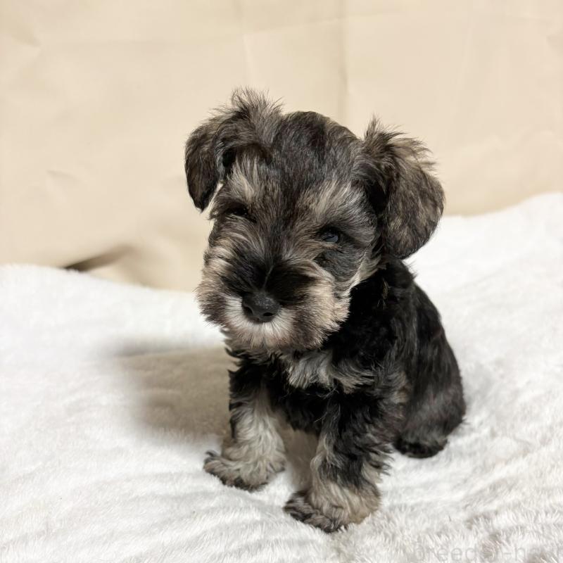 販売中の岡山県のミニチュアシュナウザー-443694