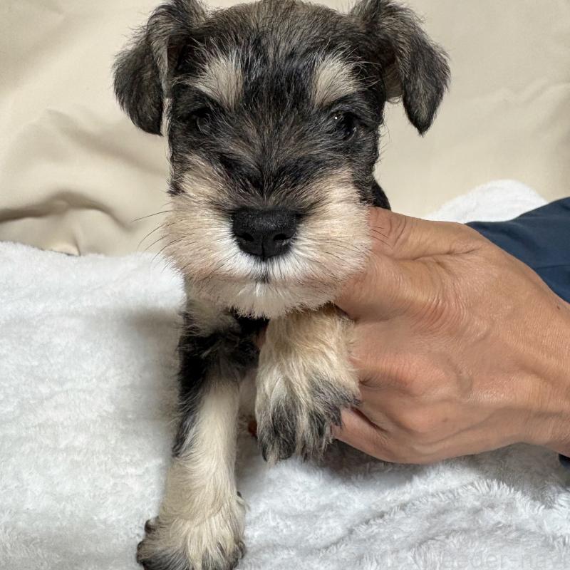 商談中の岡山県のミニチュアシュナウザー-443914