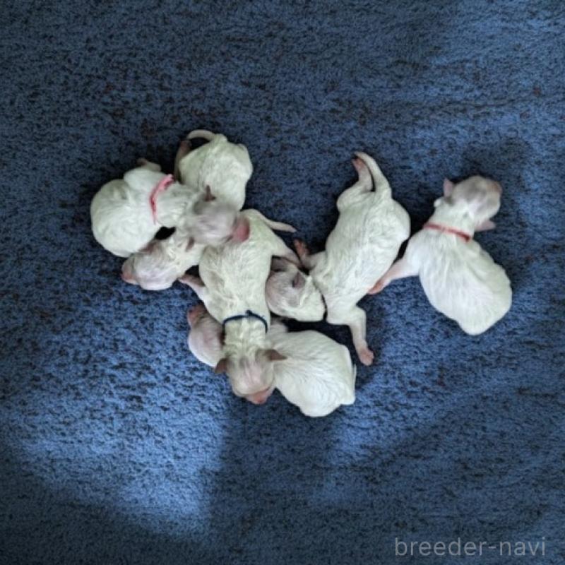 販売中の栃木県のビションフリーゼ-446138