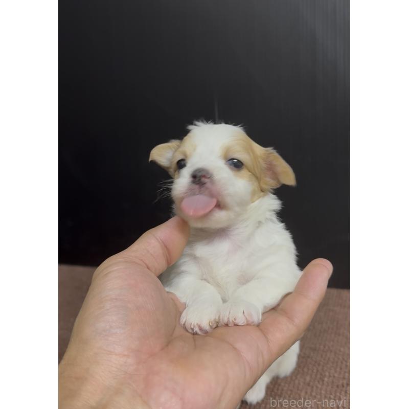 販売中の福岡県のチワマル:チワワ×マルチーズ-446139の4枚目