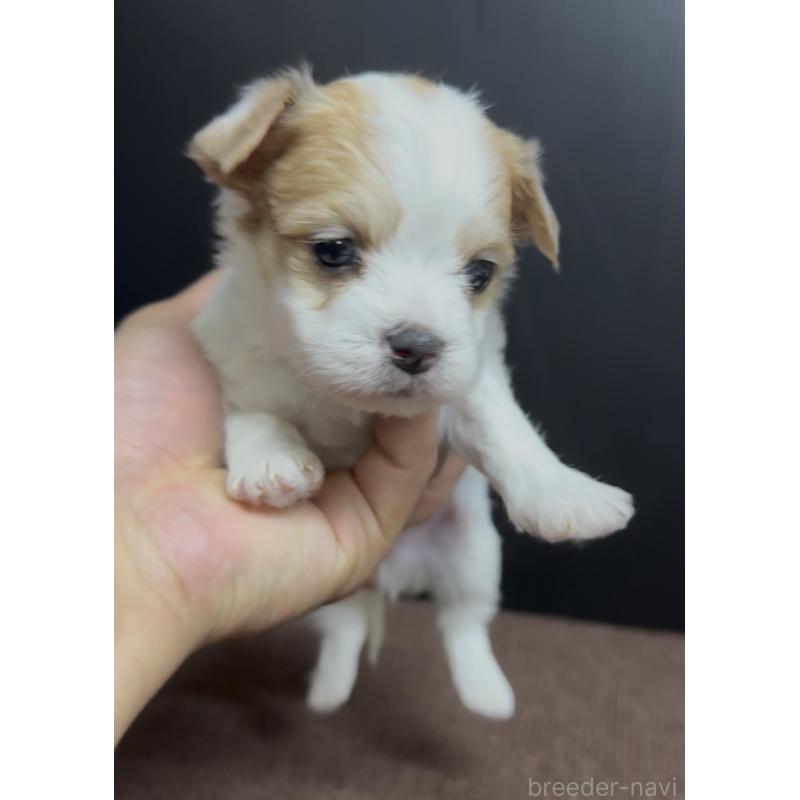 販売中の福岡県のチワマル:チワワ×マルチーズ-446139の3枚目