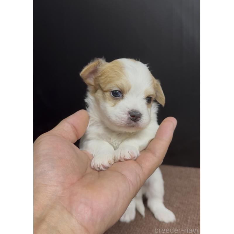 販売中の福岡県のチワマル:チワワ×マルチーズ-446139の2枚目