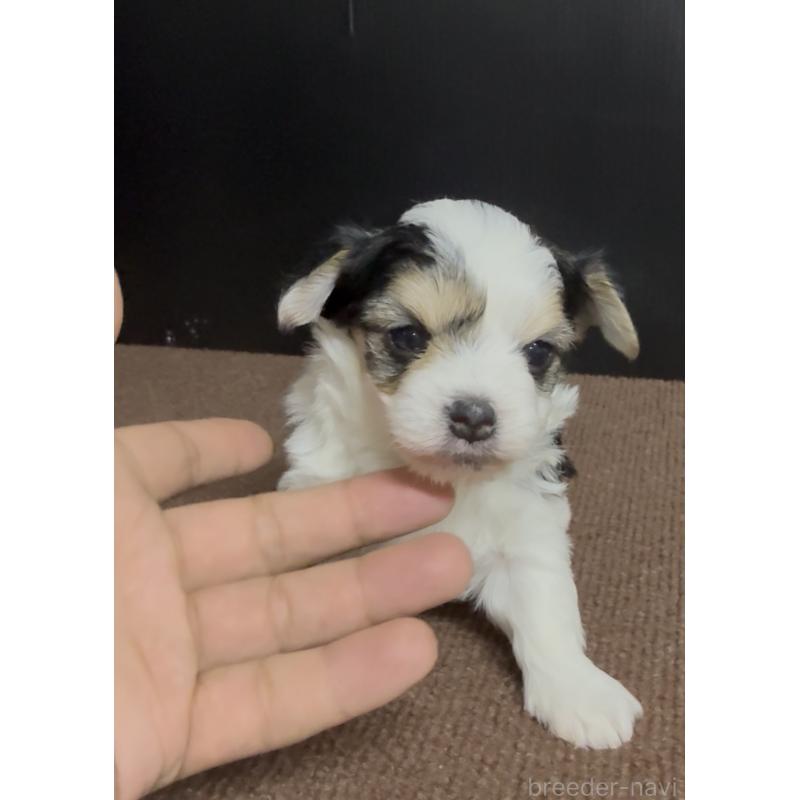 販売中の福岡県のチワマル:チワワ×マルチーズ-446140の5枚目