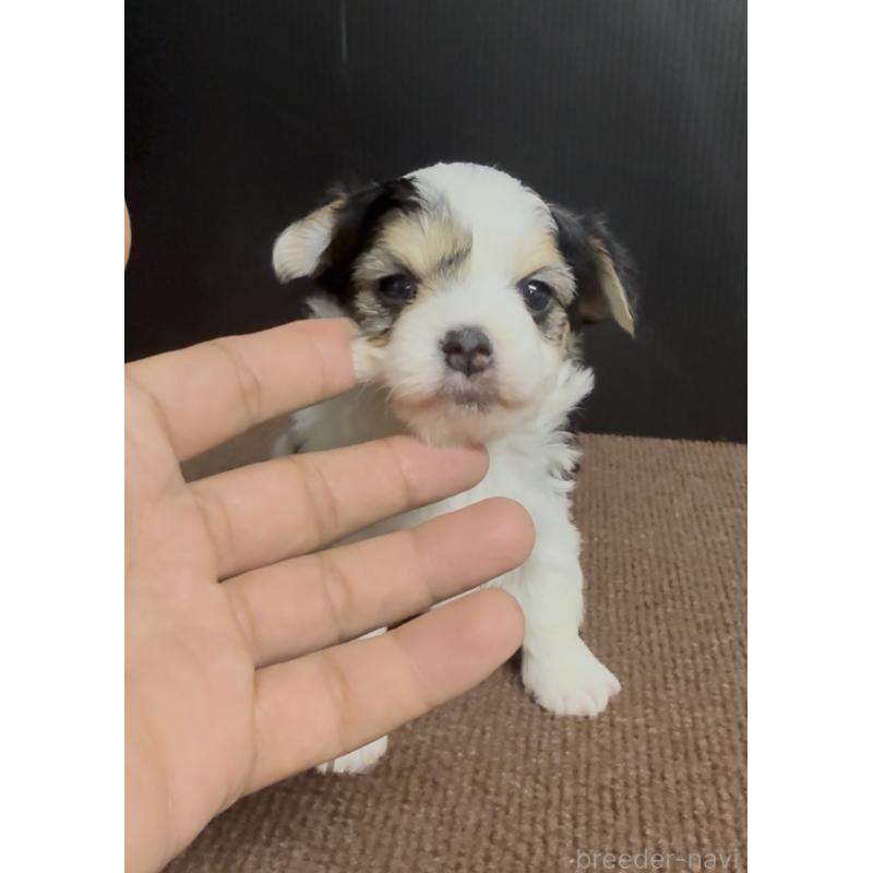 販売中の福岡県のチワマル:チワワ×マルチーズ-446140の4枚目