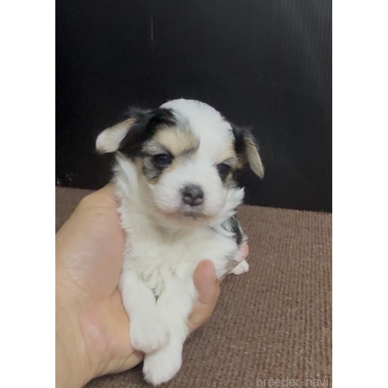 販売中の福岡県のチワマル:チワワ×マルチーズ-446140の3枚目