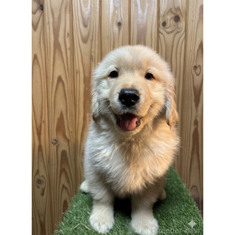 販売中の三重県のゴールデンレトリーバー-439057の2枚目