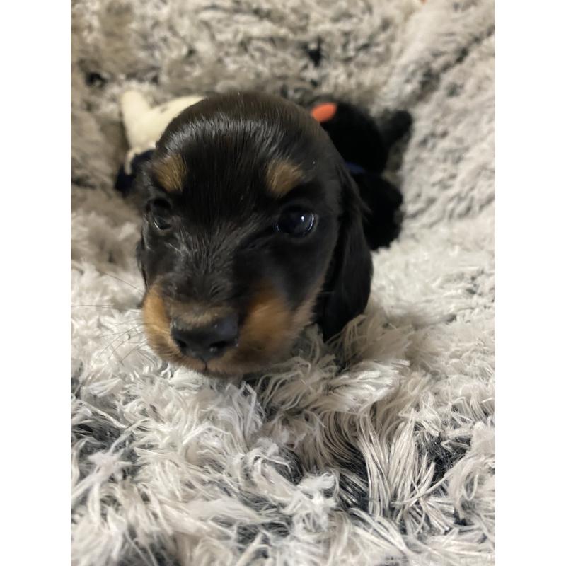 販売中の広島県のミニチュアダックスフンド(ロングヘアード)-446141の7枚目