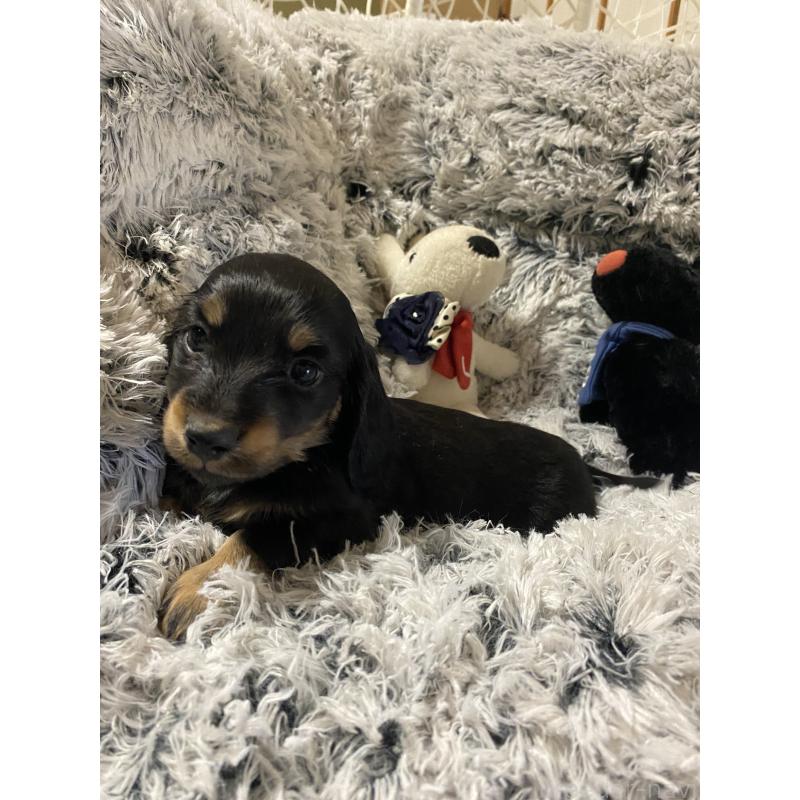 販売中の広島県のミニチュアダックスフンド(ロングヘアード)-446141の6枚目