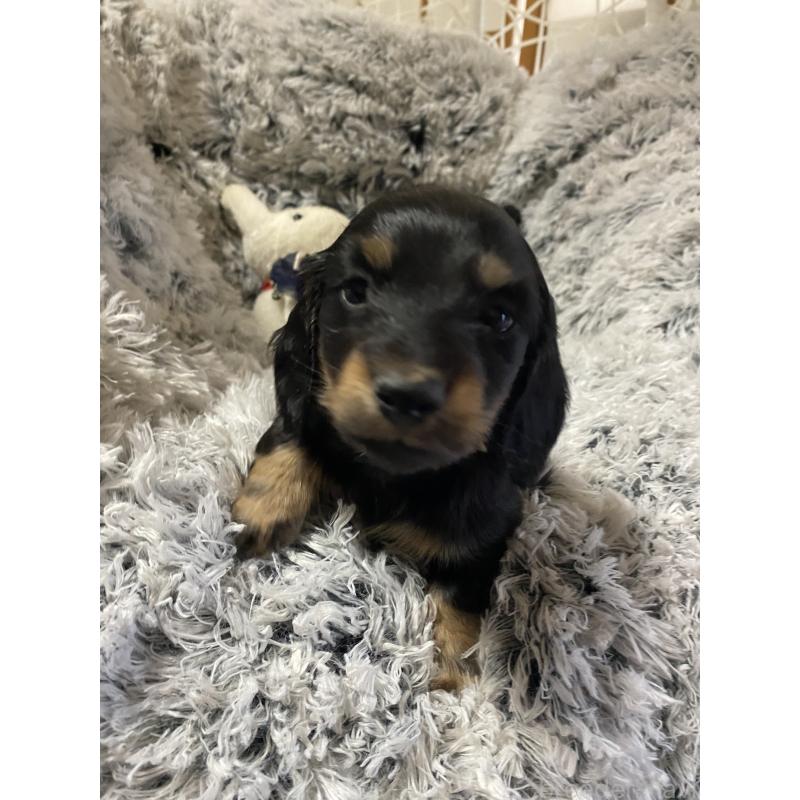 販売中の広島県のミニチュアダックスフンド(ロングヘアード)-446141の5枚目