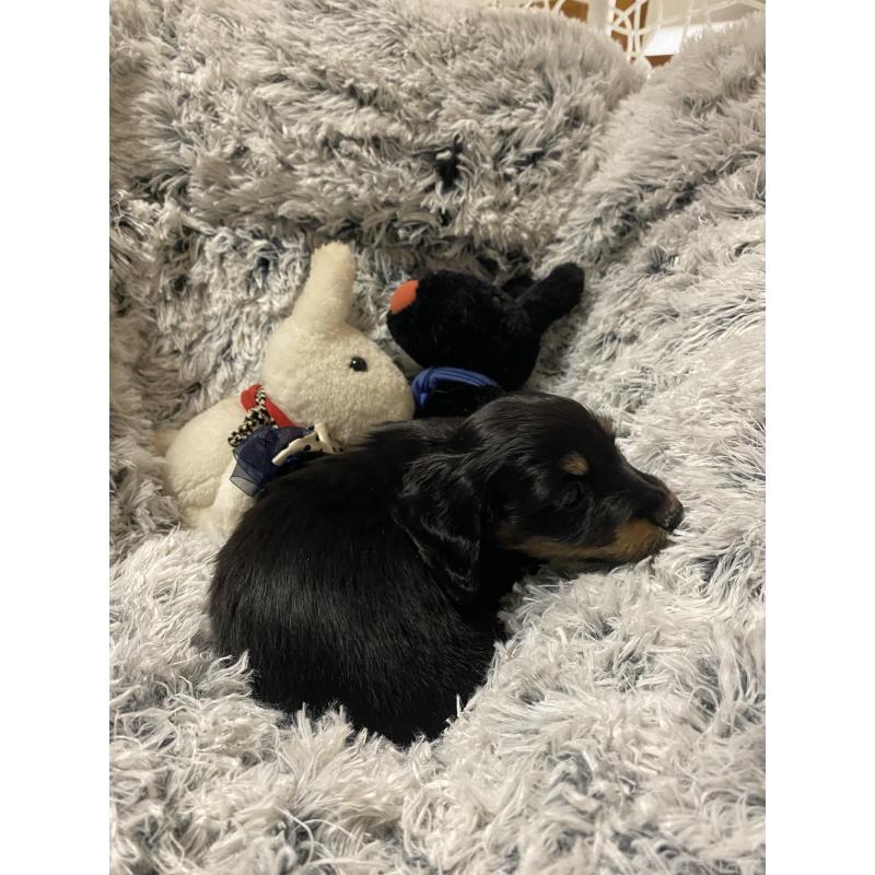 販売中の広島県のミニチュアダックスフンド(ロングヘアード)-446141の4枚目