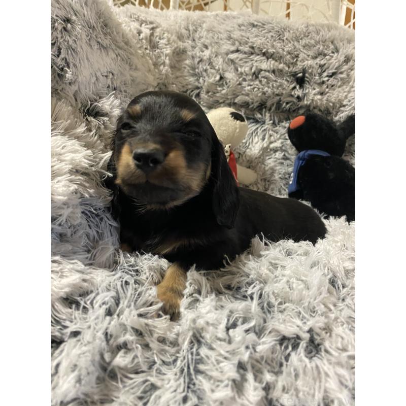 販売中の広島県のミニチュアダックスフンド(ロングヘアード)-446141の2枚目