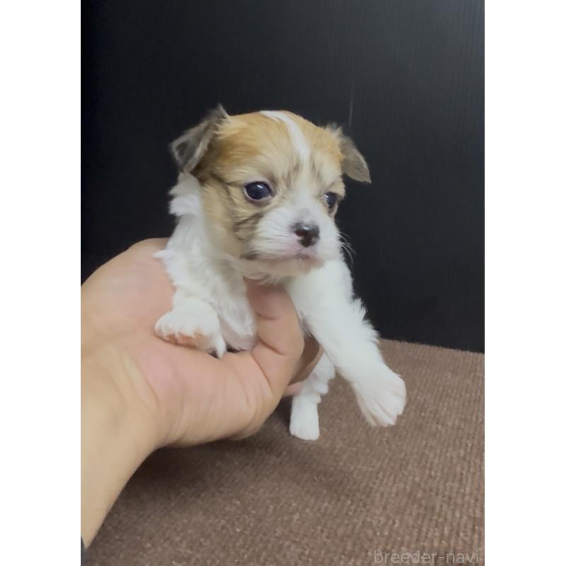 販売中の福岡県のチワマル:チワワ×マルチーズ-446142の2枚目