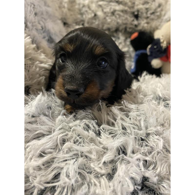 販売中の広島県のミニチュアダックスフンド(ロングヘアード)-446143の7枚目
