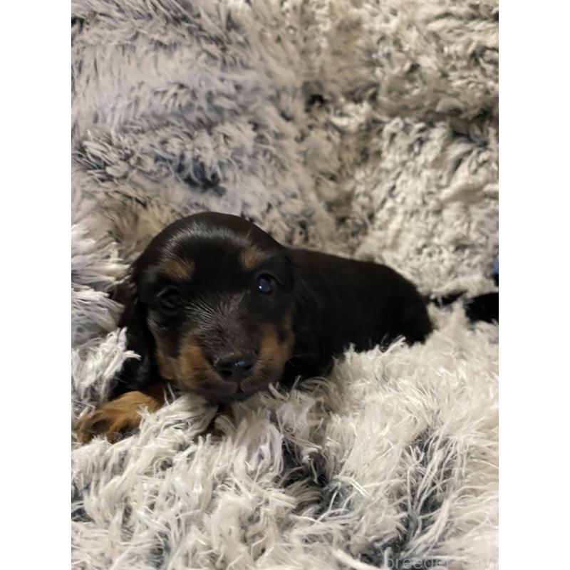 販売中の広島県のミニチュアダックスフンド(ロングヘアード)-446143の6枚目