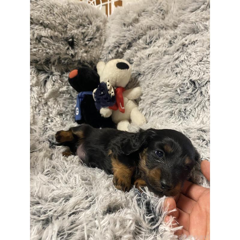 販売中の広島県のミニチュアダックスフンド(ロングヘアード)-446143の5枚目