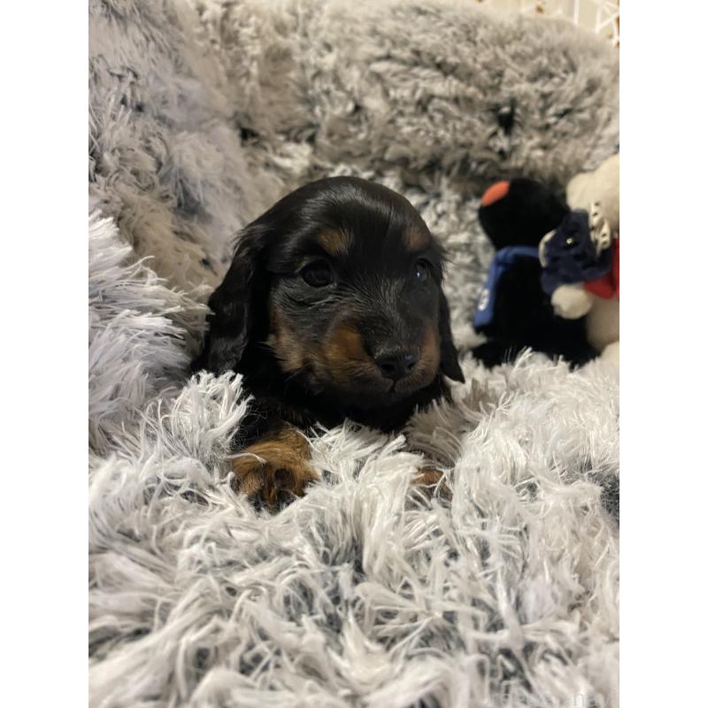 販売中の広島県のミニチュアダックスフンド(ロングヘアード)-446143の3枚目