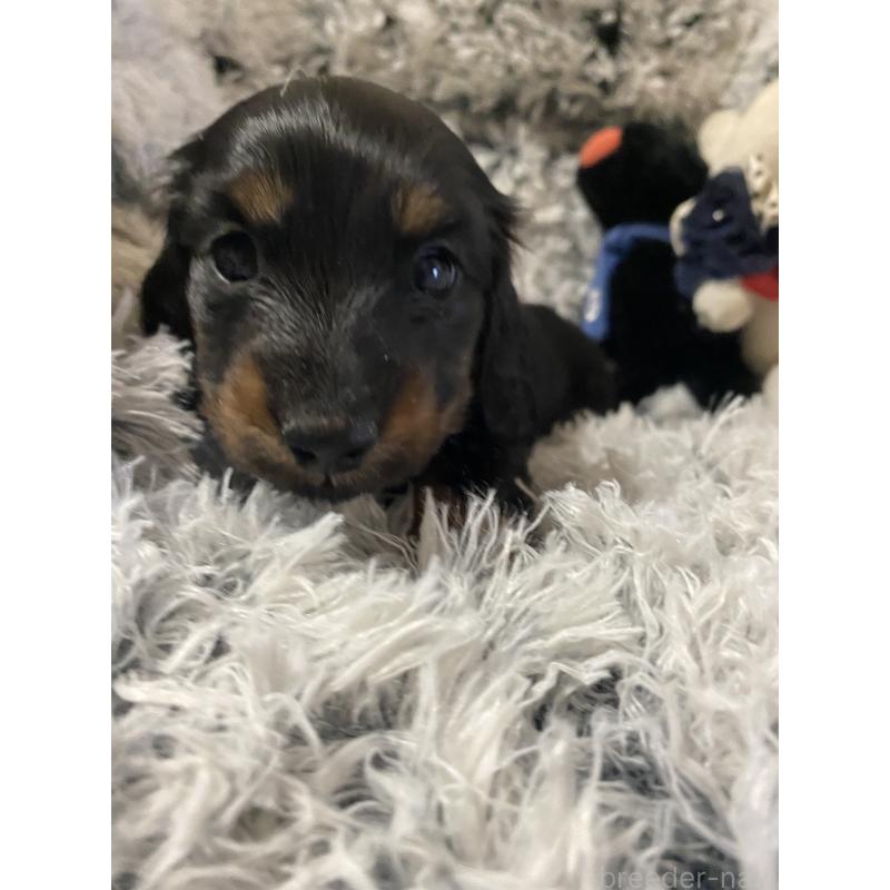 販売中の広島県のミニチュアダックスフンド(ロングヘアード)-446143の2枚目