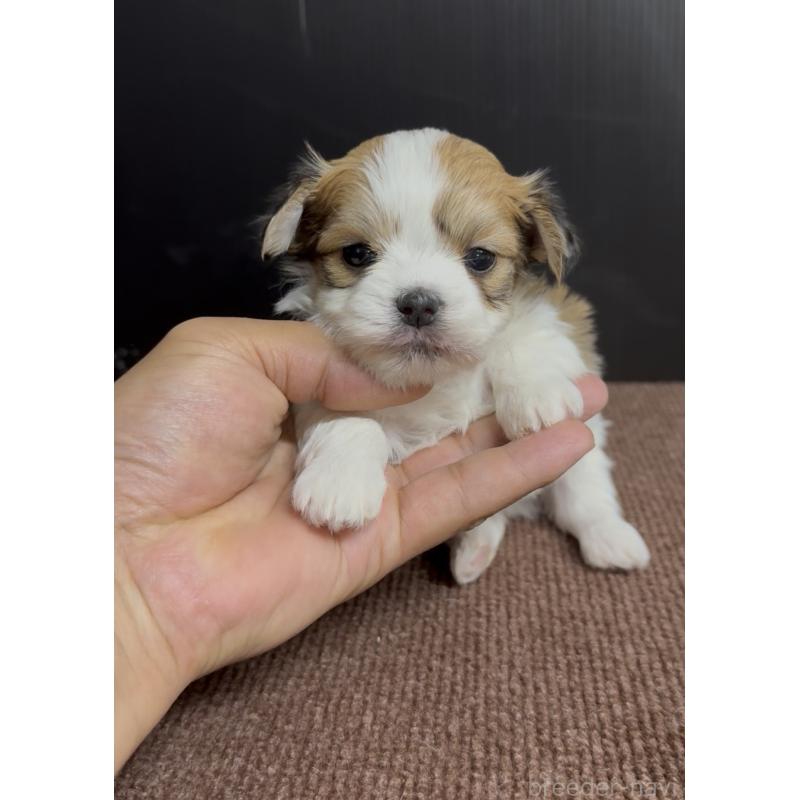 販売中の福岡県のチワマル:チワワ×マルチーズ-446144の3枚目