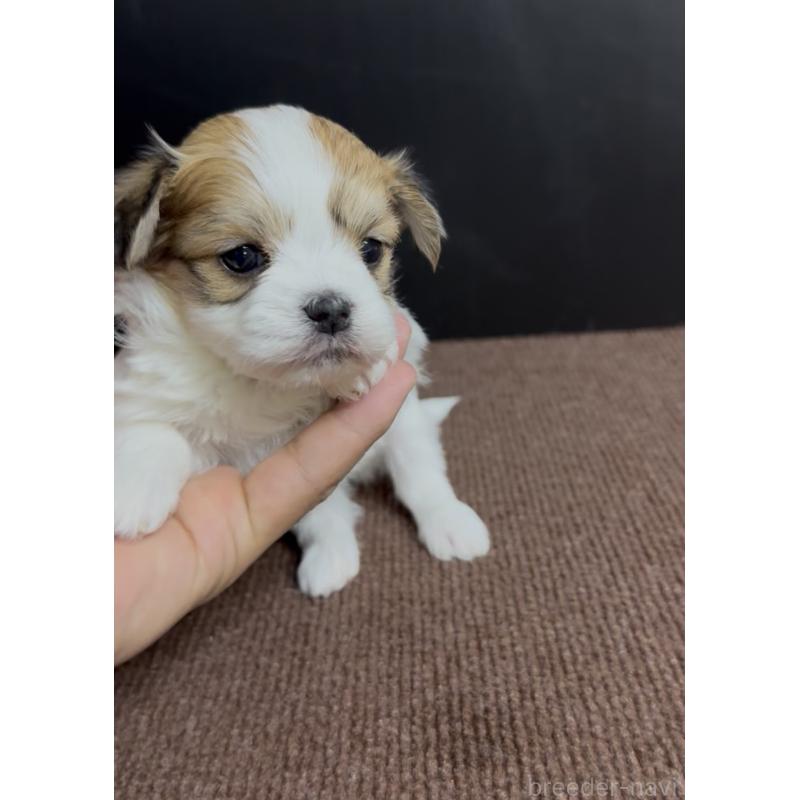 販売中の福岡県のチワマル:チワワ×マルチーズ-446144の2枚目