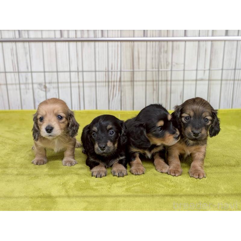 販売中の鹿児島県のカニンヘンダックスフンド(ロングヘアード)-446145の3枚目