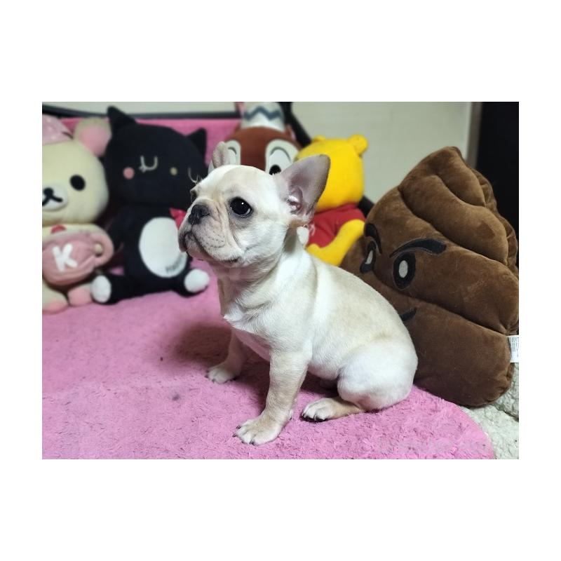 販売中の群馬県のフレンチブルドッグ-446146の6枚目