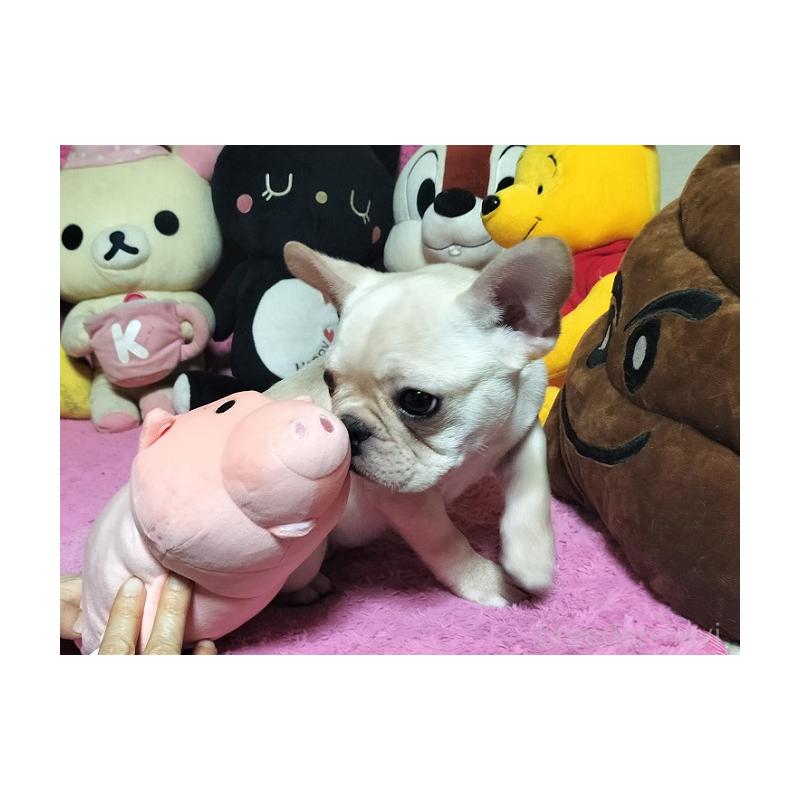 販売中の群馬県のフレンチブルドッグ-446146の5枚目