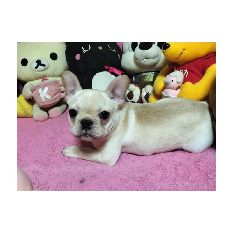 販売中の群馬県のフレンチブルドッグ-446146の4枚目