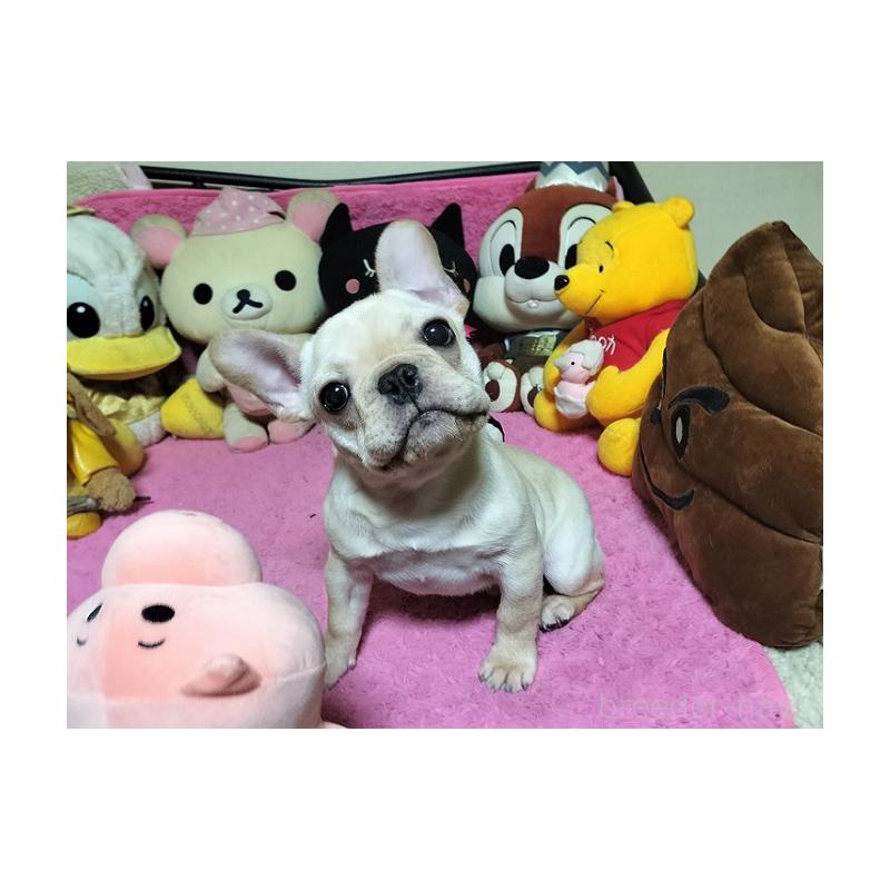 販売中の群馬県のフレンチブルドッグ-446146の3枚目