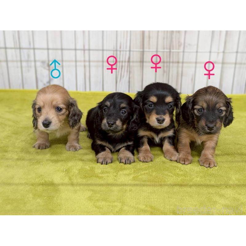 販売中の鹿児島県のカニンヘンダックスフンド(ロングヘアード)-446147の5枚目