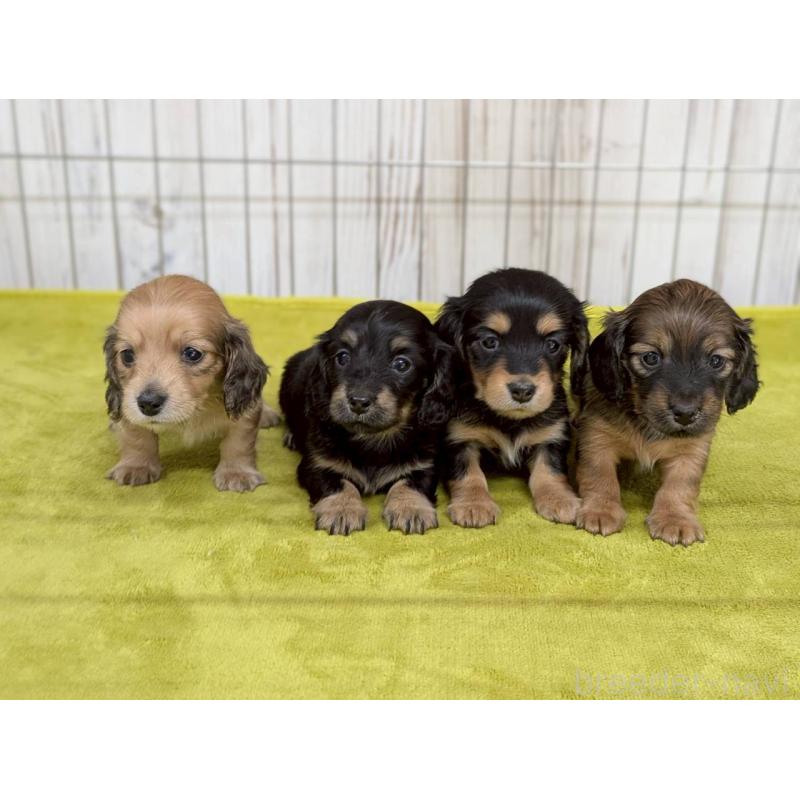 販売中の鹿児島県のカニンヘンダックスフンド(ロングヘアード)-446147の2枚目